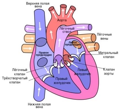 хипертония на лявата камера на сърцето и аортата